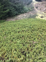 Juniperus rigida conferta