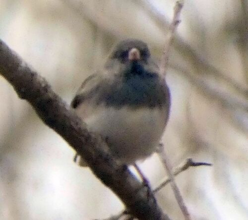 Dark-eyed Junco photographed in West Virginia