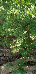 Baccharis punctulata