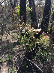 Eucalyptus piperita