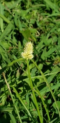 Cyperus sesquiflorus sesquiflorus