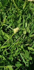 Cyperus sesquiflorus sesquiflorus