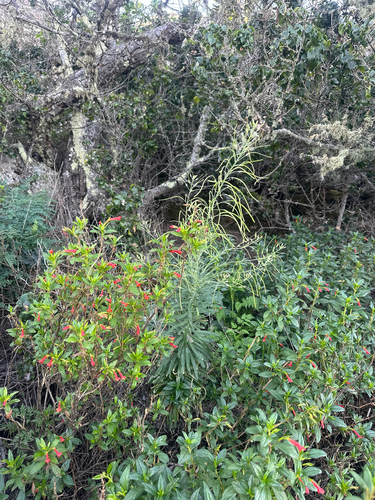 Hoffmann's rockcress (Boechera hoffmannii)