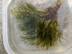 Bryopsis corticulans