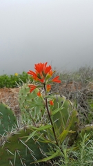 Castilleja affinis
