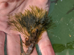 Bryopsis corticulans