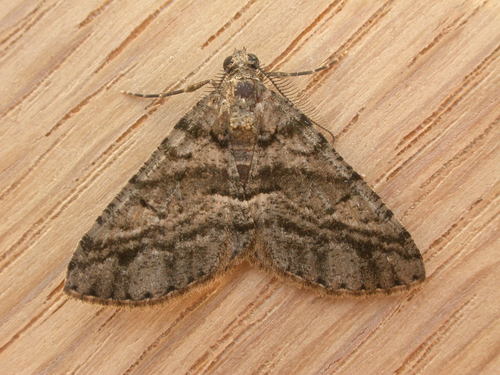 Lipogya eutheta (Turner, 1917)