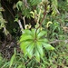 Lobelia digitalifolia 2