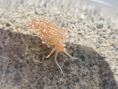 Sakuraeolis enosimensis