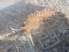 Sakuraeolis enosimensis