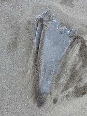 Balaenoptera musculus brevicauda