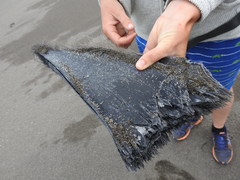 Balaenoptera musculus brevicauda