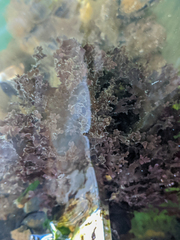 Cryptopleureae