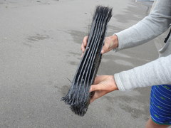 Balaenoptera musculus brevicauda