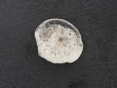 Balaenoptera musculus brevicauda