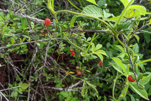 Galápagos bitterbush (Castela galapageia)