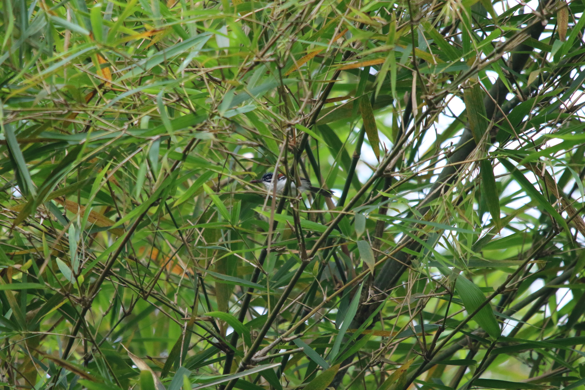 Wallace's Fairywren (Sipodotus wallacii), photo 1