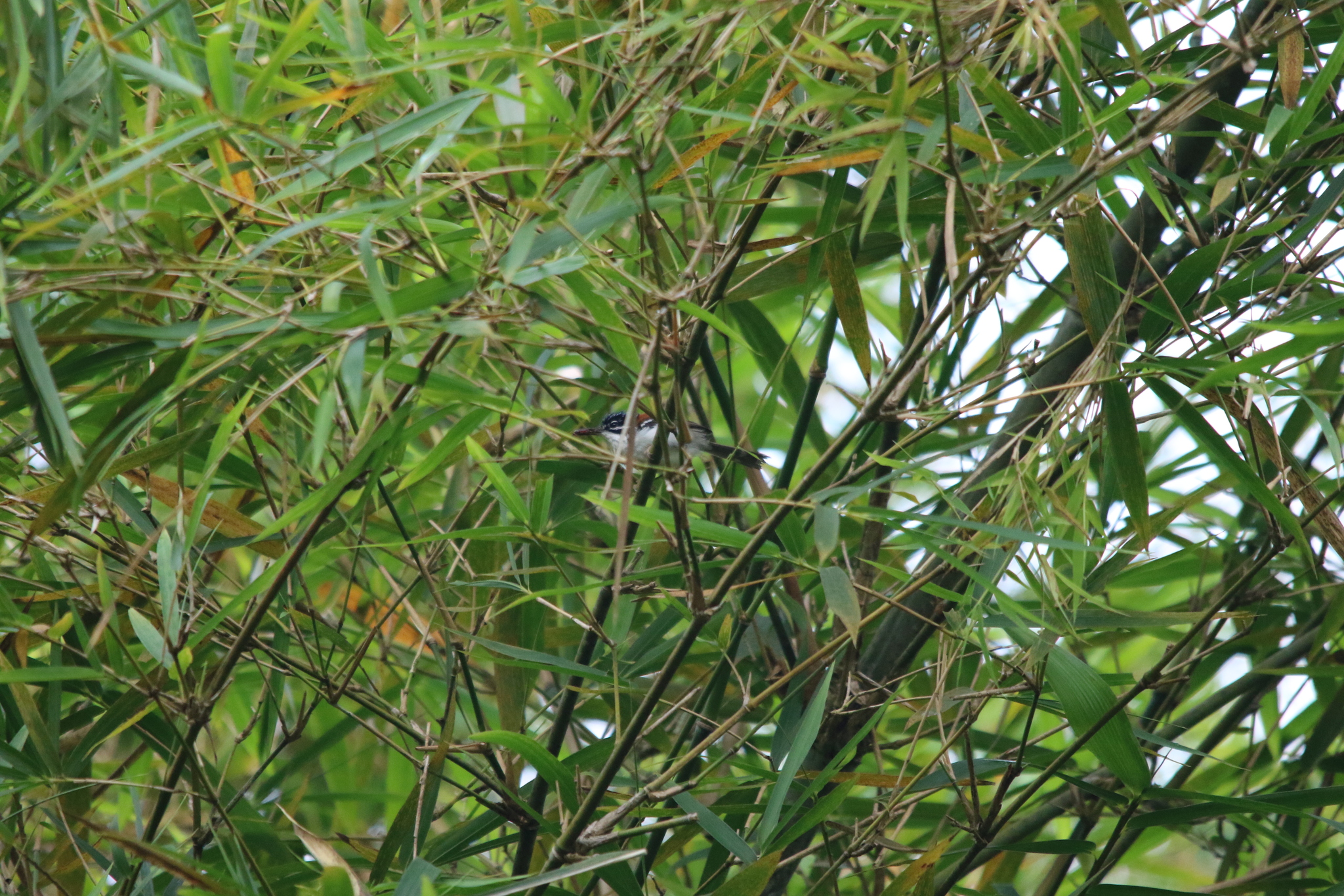 Wallace's Fairywren (Sipodotus wallacii), photo 2