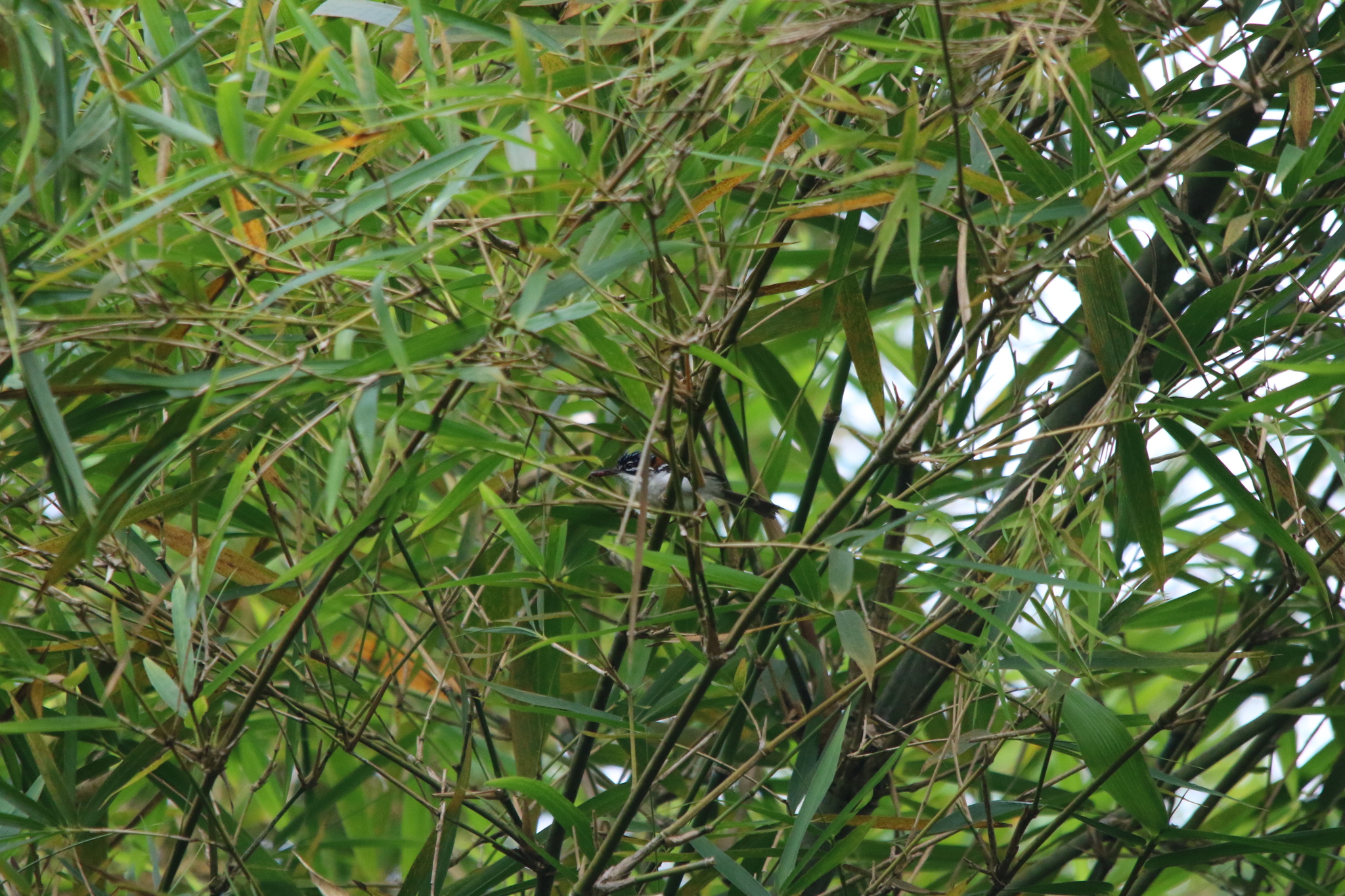 Wallace's Fairywren (Sipodotus wallacii), photo 5