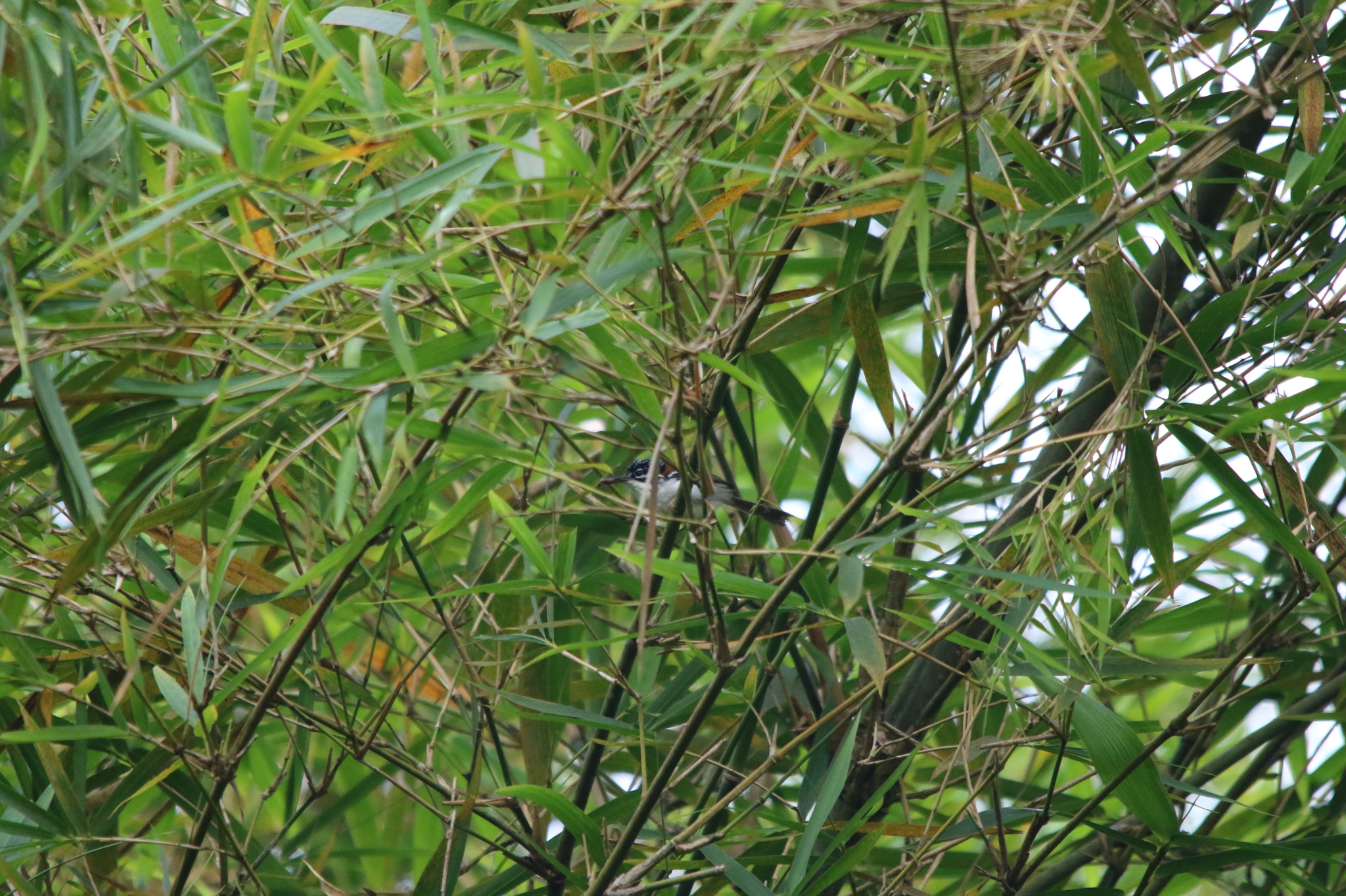 Wallace's Fairywren (Sipodotus wallacii), photo 6