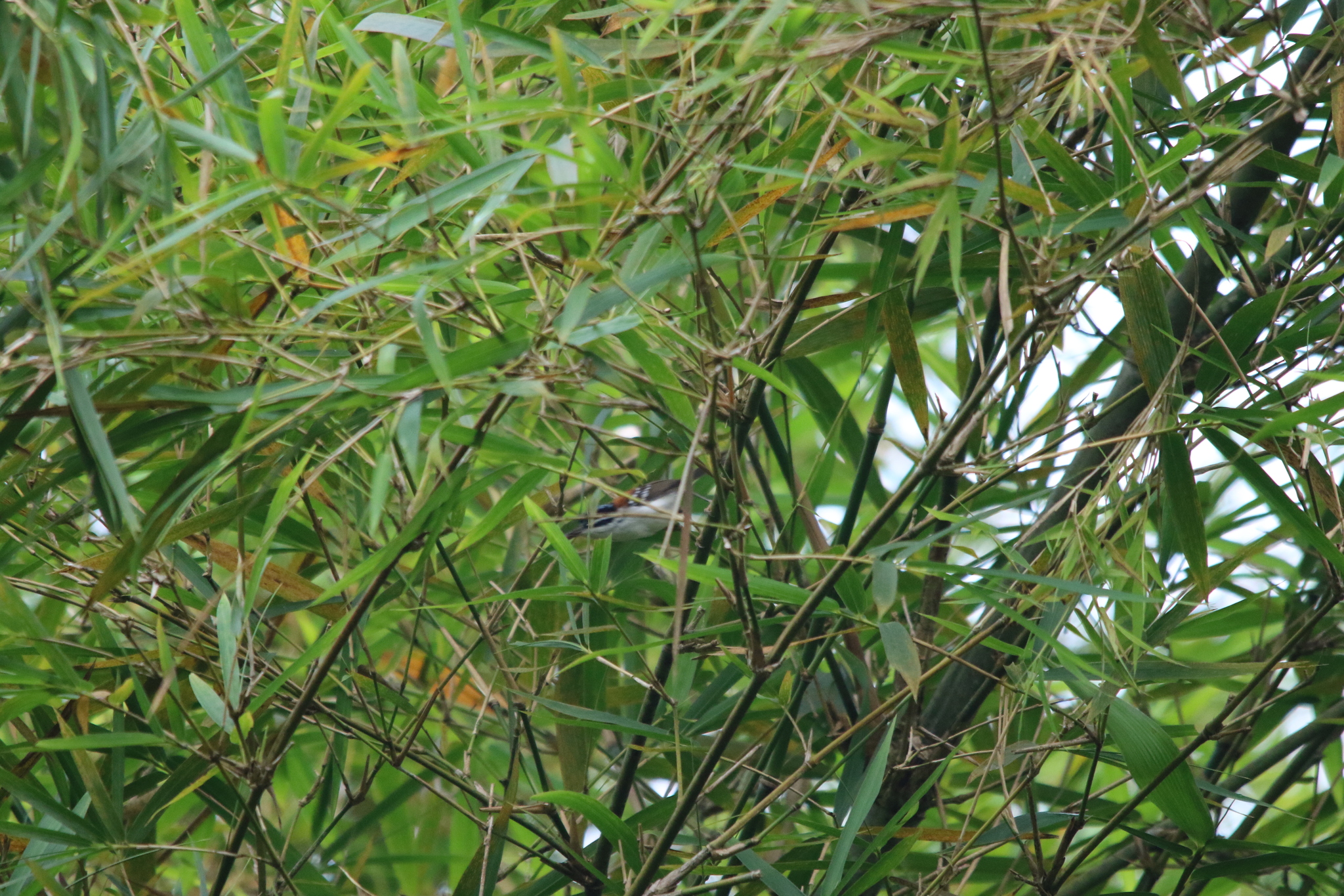 Wallace's Fairywren (Sipodotus wallacii), photo 7