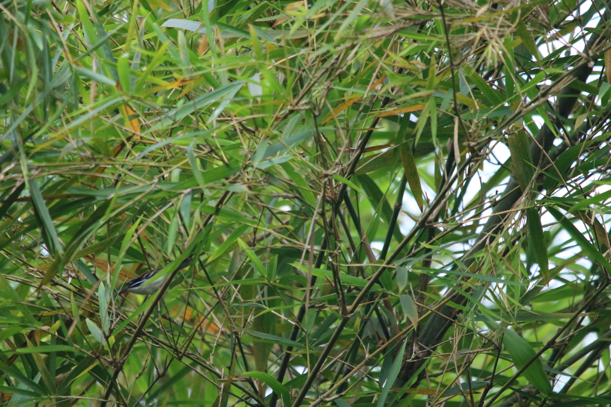 Wallace's Fairywren (Sipodotus wallacii), photo 8