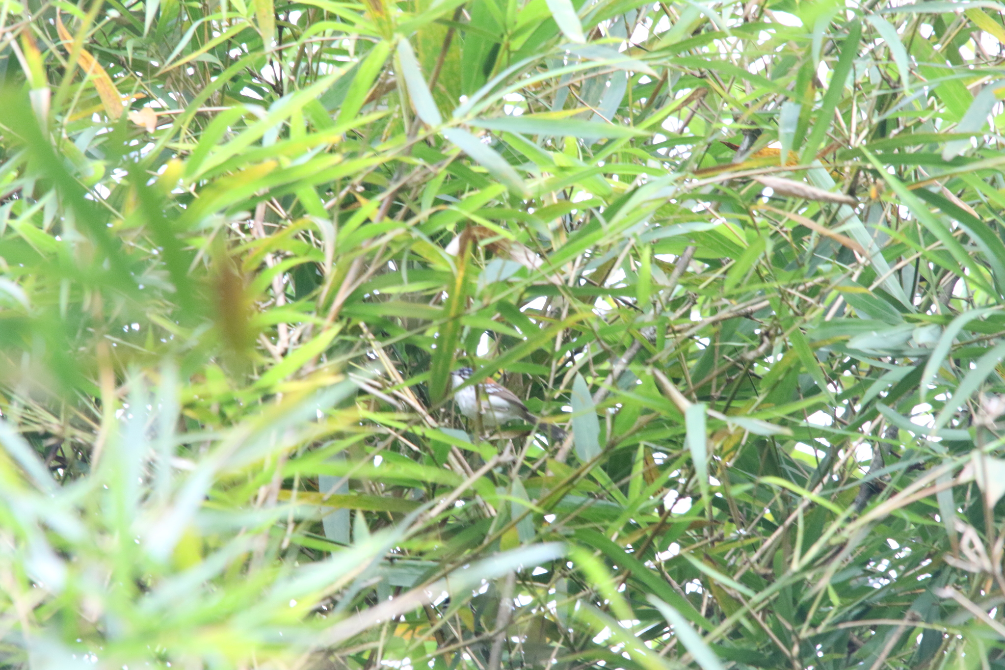 Wallace's Fairywren (Sipodotus wallacii), photo 9