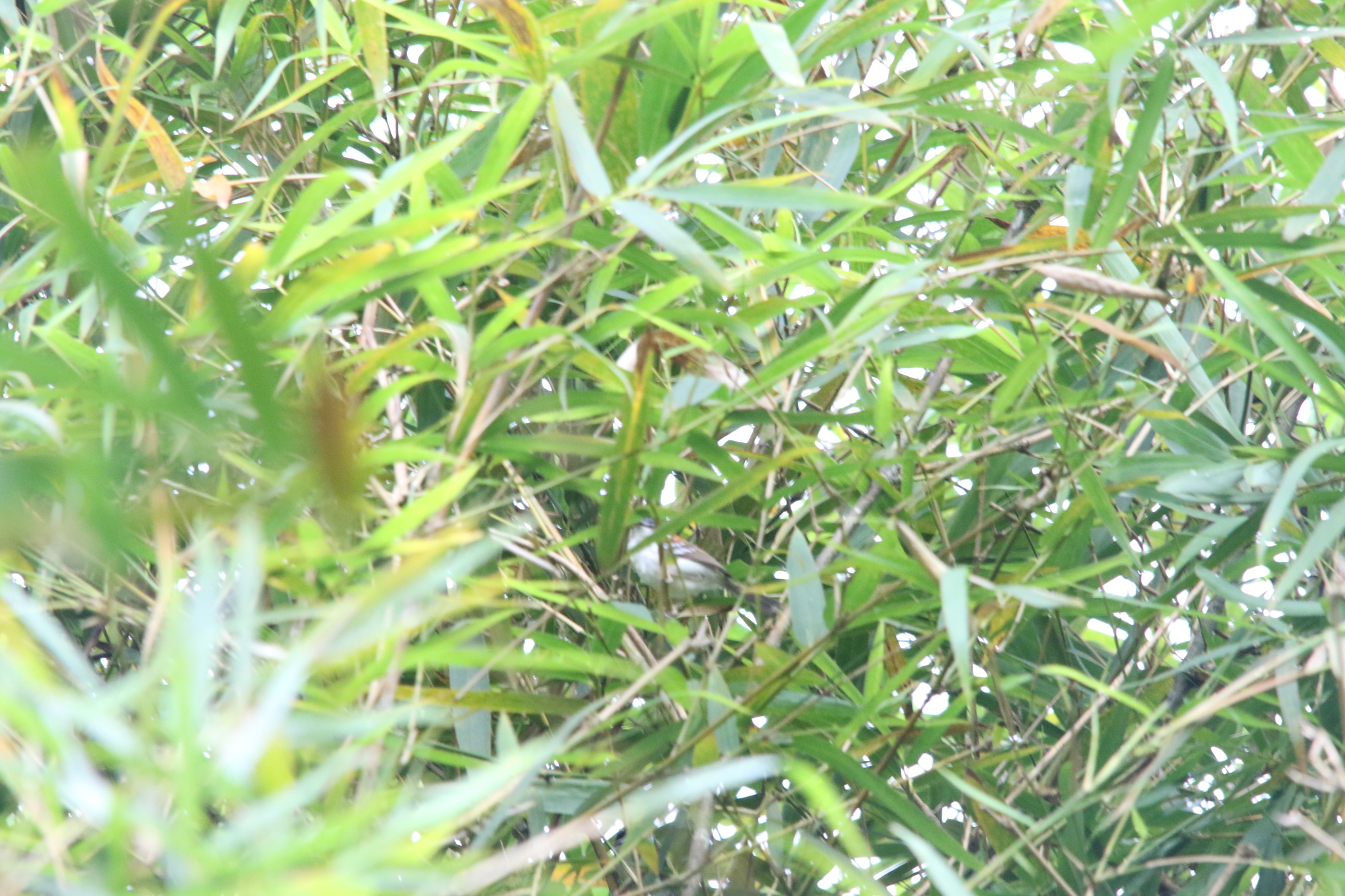Wallace's Fairywren (Sipodotus wallacii), photo 10