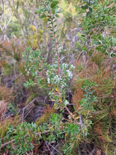 candle hakea (Hakea ruscifolia)