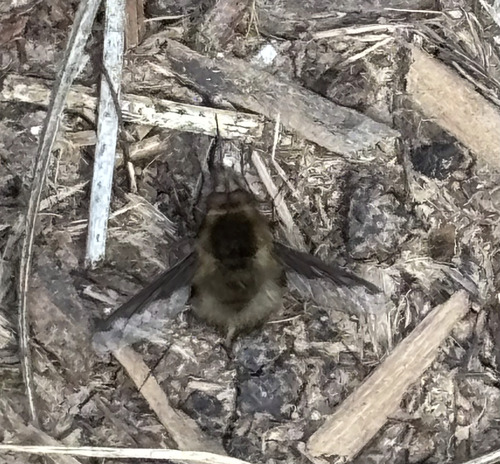 Unknown species found near Jackson County, OR, USA