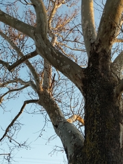 Platanus occidentalis — photo 3