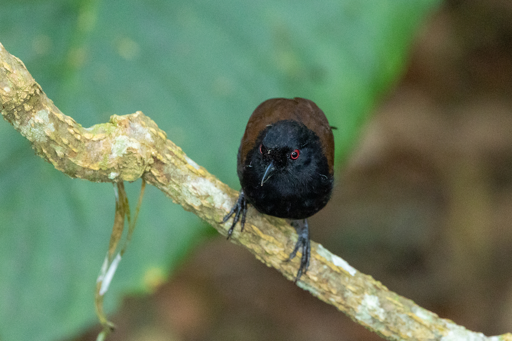 East Amazonian Fire-eye (Pyriglena leuconota), photo 10