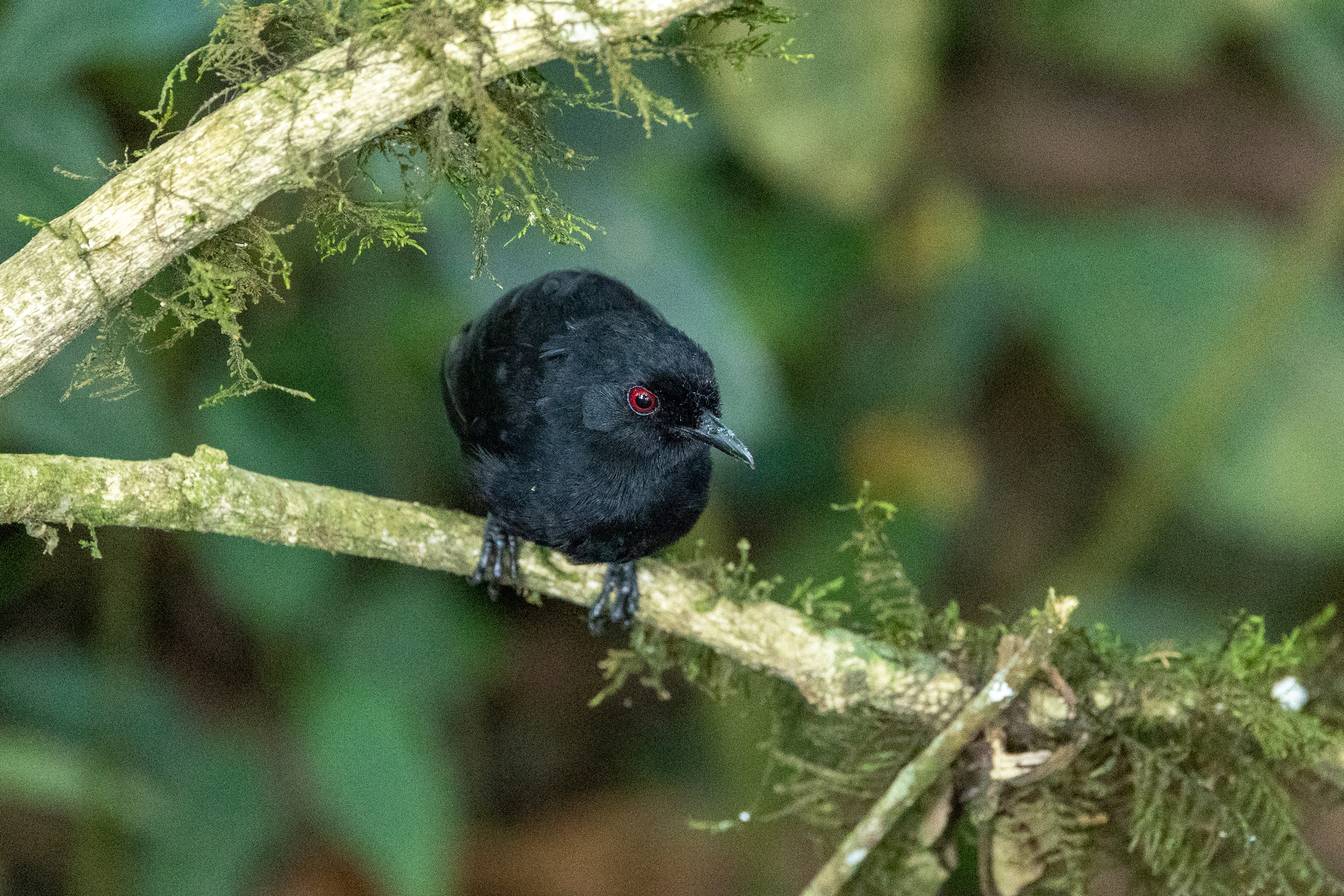 East Amazonian Fire-eye (Pyriglena leuconota), photo 9