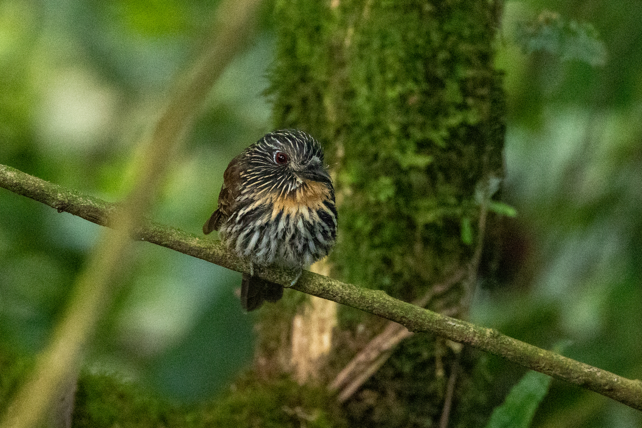 Black-streaked Puffbird (Malacoptila fulvogularis), photo 9