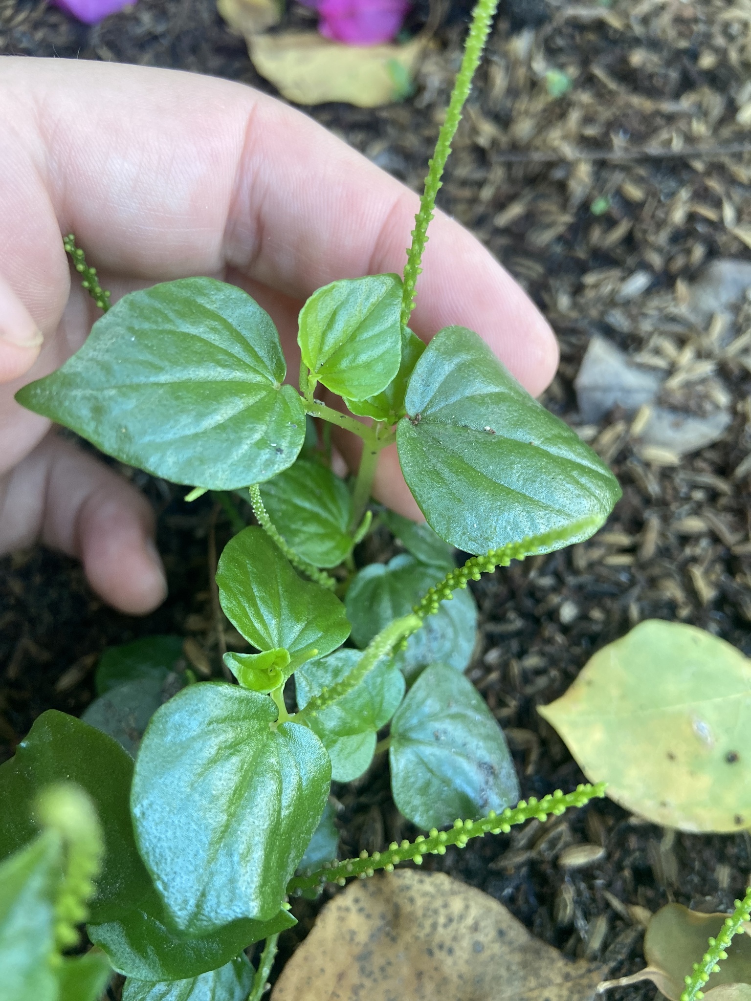 Peperomia pellucida (Peperomia pellucida)