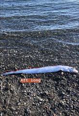 Trachipterus altivelis