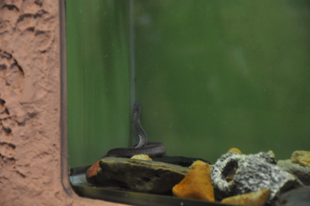Kaup's Caecilian