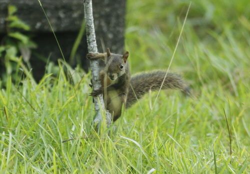 Sciurus aestuans
