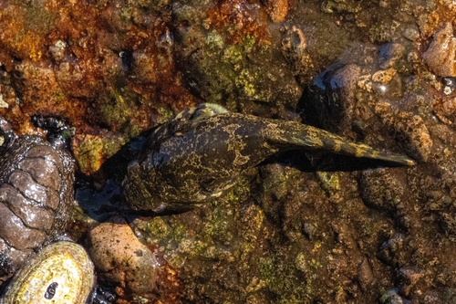Chilean clingfish (Sicyases sanguineus) — Gobiesocidae — 4