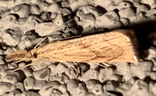 Lesser Vagabond Sod Webworm Moth photo 6