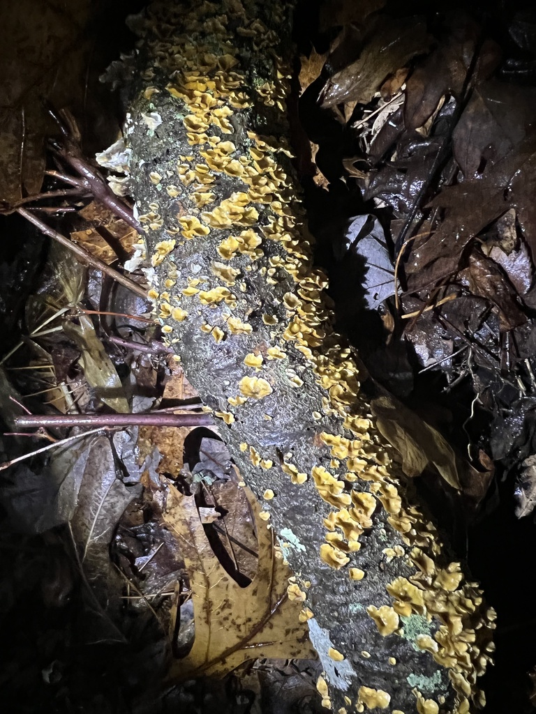 Stereum complicatum · March 2026 · photo: © ryman56 (iNaturalist, cc0)