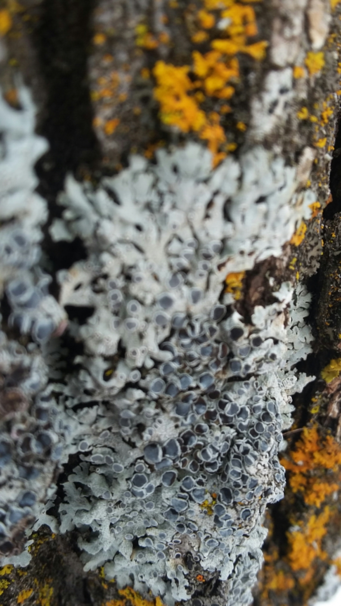 Physcia aipolia image