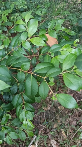 Grey Myrtle (Backhousia myrtifolia)