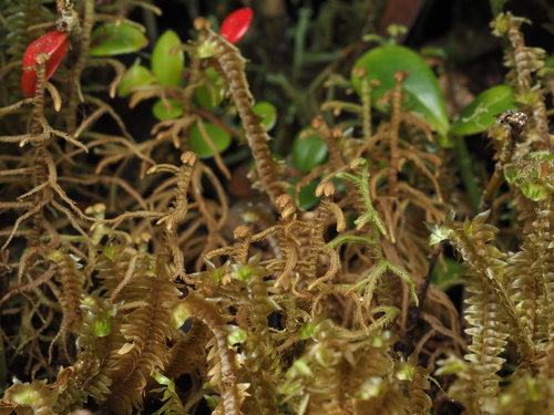 Lepicolea pruinosa