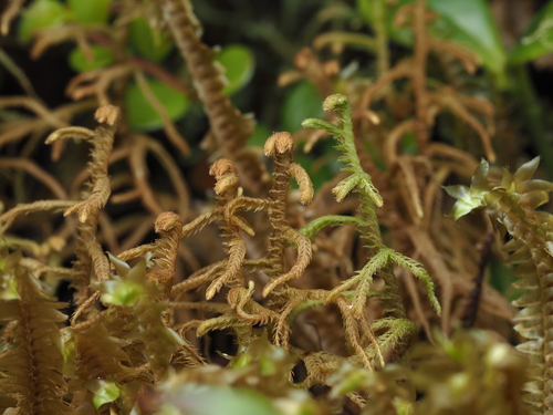 Lepidozia pinnaticruris