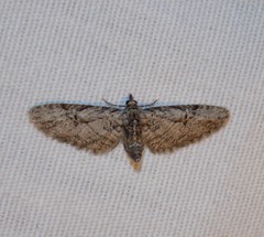 Eupithecia bolterii