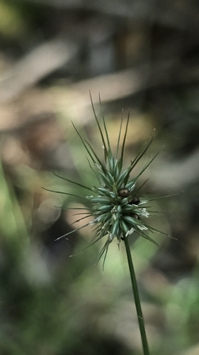 Hedgehog Grass (Echinopogon ovatus)