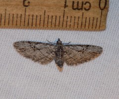 Eupithecia bolterii