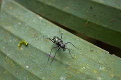 Odontochilina