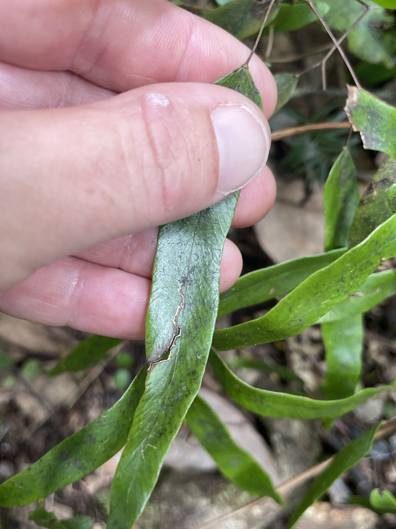 Mangemange (Lygodium articulatum)